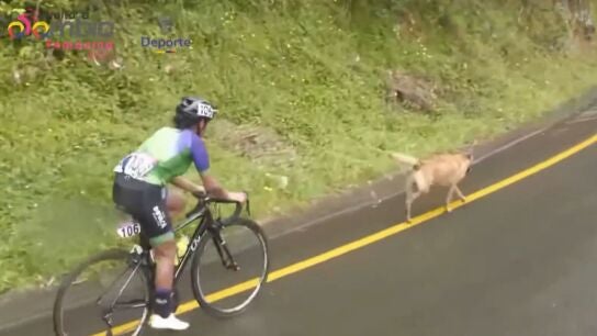 El perro en la Vuelta a Colombia