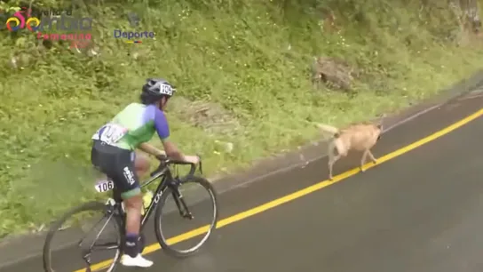 El perro en la Vuelta a Colombia El perro en la Vuelta a Colombia