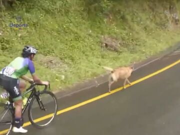 El perro en la Vuelta a Colombia