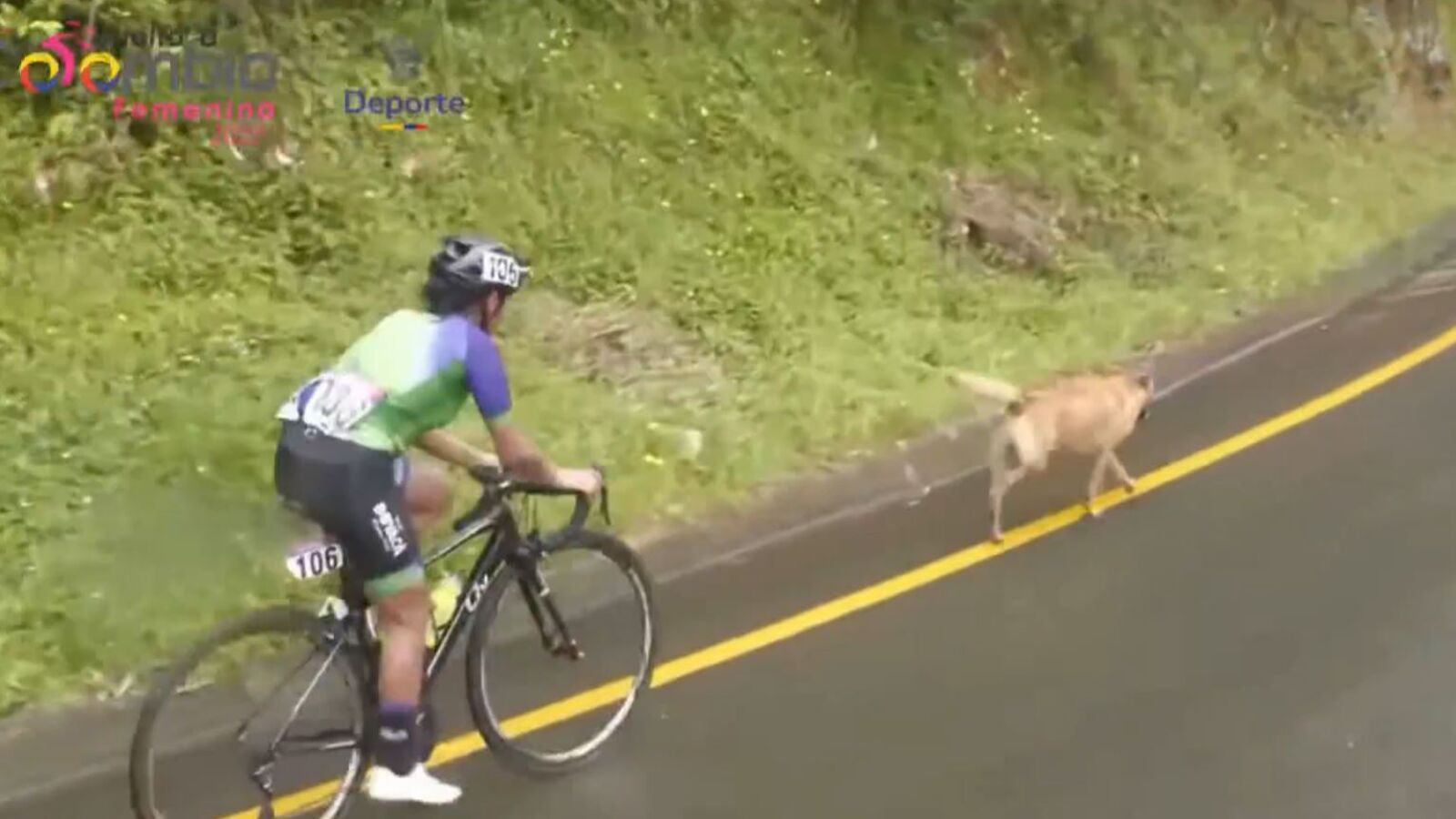 'Pogacan', el perro que se unió al pelotón en la etapa reina de la Vuelta a Colombia: 