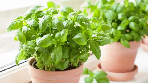 Albahaca Albahaca