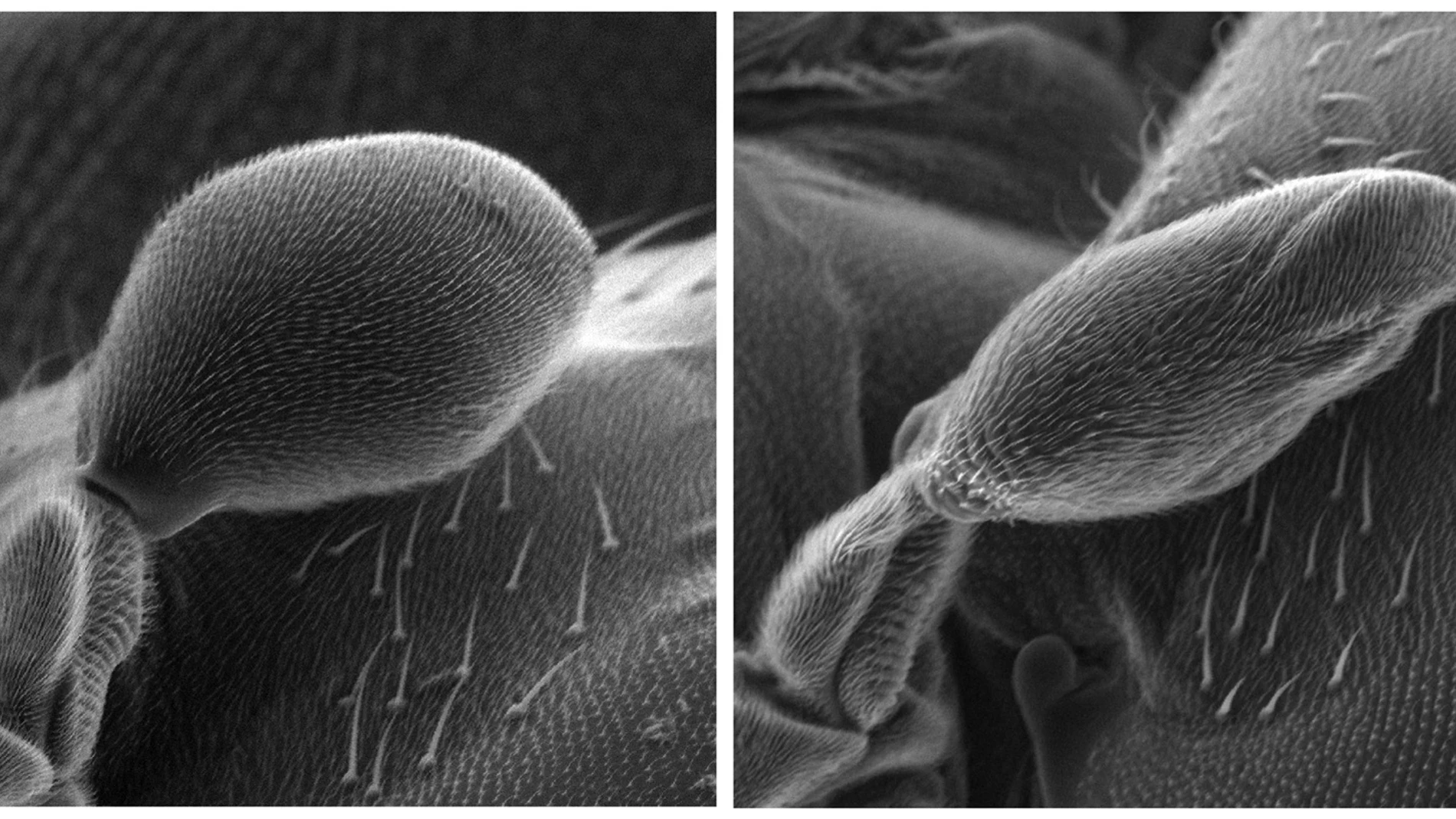 ¿Cómo mantienen las moscas el equilibrio en el aire? ¿Cómo mantienen las moscas el equilibrio en el aire?