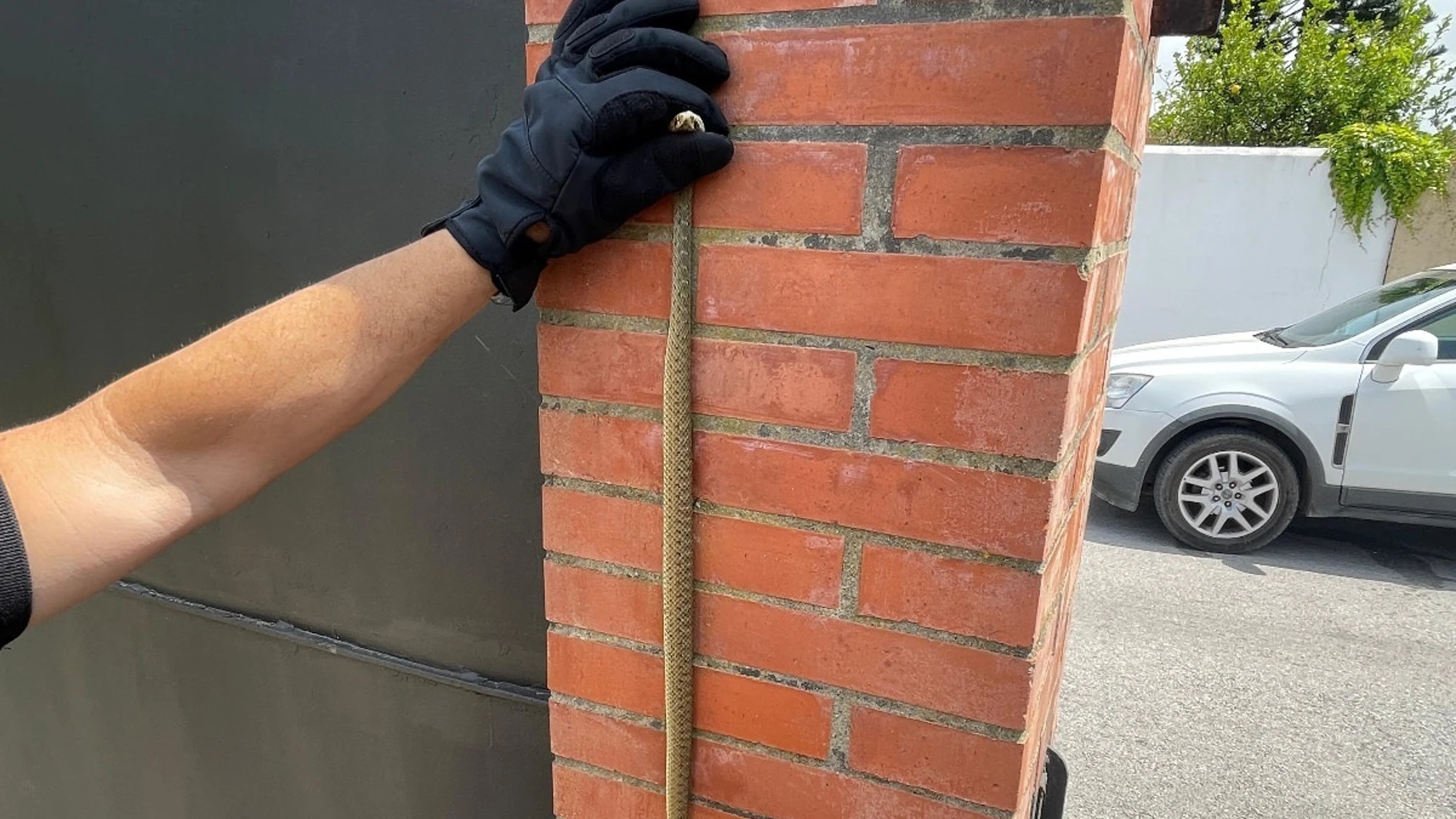 Serpiente venenosa atrapada en una vivienda de Algeciras Serpiente venenosa atrapada en una vivienda de Algeciras