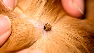 Adiós a las garrapatas: el truco de Amazon que no sabías que necesitabas Adiós a las garrapatas: el truco de Amazon que no sabías que necesitabas