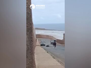 Un caballo cae y se parte una pierna durante una carrera 