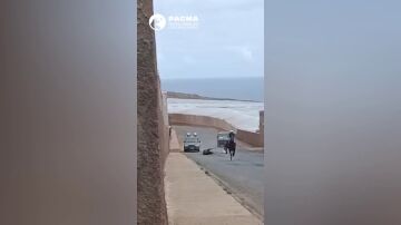 Un caballo cae y se parte una pierna durante una carrera 
