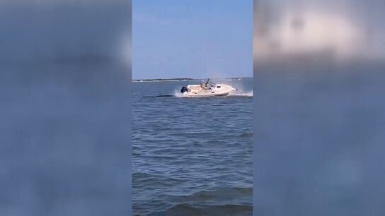 Muere una ballena tras chocar varias veces contra una embarcaci&oacute;n 
