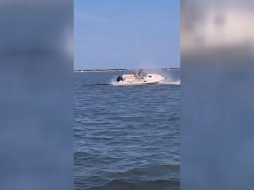 Muere una ballena tras chocar varias veces contra una embarcación 