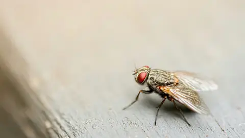 Mosca Mosca