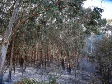 Monte calcinado por el incendio forestal en Corme aldea