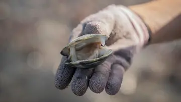 Agentes de policía salvan a una bebé que se estaba asfixiando con la concha de una almeja Agentes de policía salvan a una bebé que se estaba asfixiando con la concha de una almeja