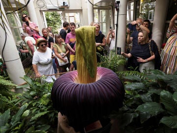 Los visitantes de Jardín Botánico en Varsovia contemplando a la 'flor cadáver'