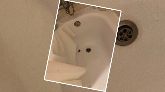 Cucaracha en apartamento tur&iacute;stico