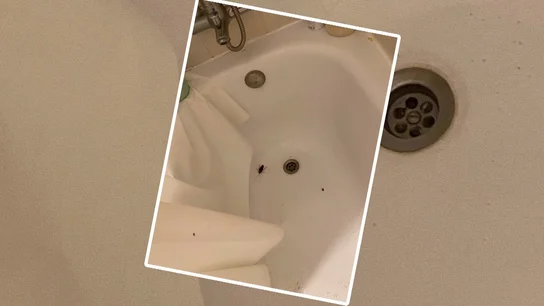Cucaracha en apartamento turístico Cucaracha en apartamento turístico