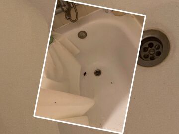 Cucaracha en apartamento turístico