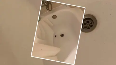 Cucaracha en apartamento turístico Cucaracha en apartamento turístico
