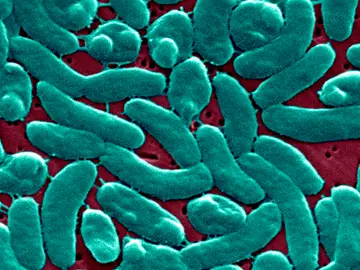 Imagen de la bacteria vista desde un microscopio Imagen de la bacteria vista desde un microscopio