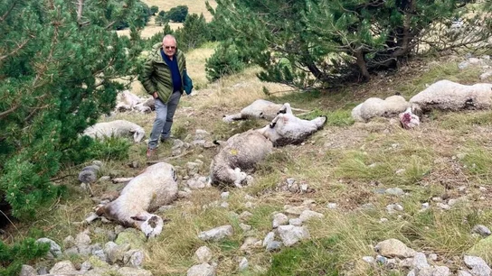 Ovejas muertas Ovejas muertas