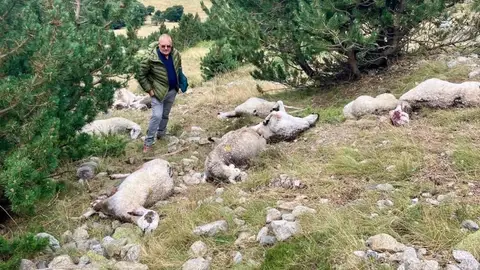 Ovejas muertas Ovejas muertas