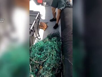 Un ejemplar de tortuga boba rescatada en la Costa de Tenerife