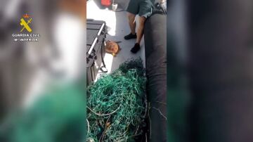 Un ejemplar de tortuga boba rescatada en la Costa de Tenerife