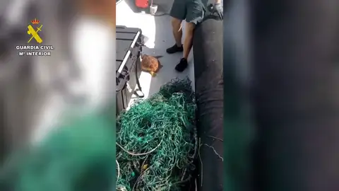 Un ejemplar de tortuga boba rescatada en la Costa de Tenerife Un ejemplar de tortuga boba rescatada en la Costa de Tenerife