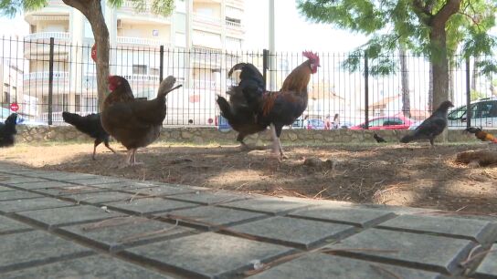 Gallinas en Torrevieja