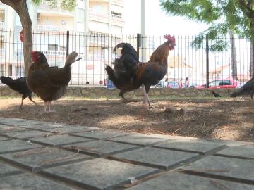 Gallinas en Torrevieja