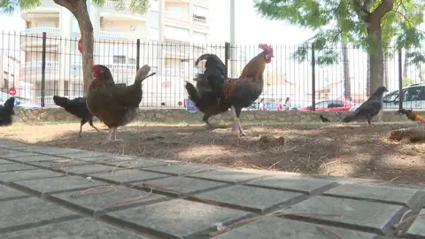 Gallinas en Torrevieja Gallinas en Torrevieja