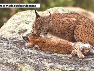 Linces 