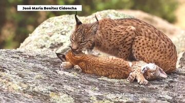Linces 