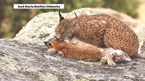 Linces Linces