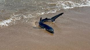 Alerta en la playa de Gav&agrave;: avistan una tintorera en la orilla
