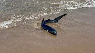 Alerta en la playa de Gavà: avistan una tintorera en la orilla Alerta en la playa de Gavà: avistan una tintorera en la orilla