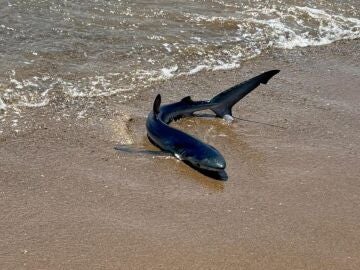 Alerta en la playa de Gavà: avistan una tintorera en la orilla Alerta en la playa de Gavà: avistan una tintorera en la orilla
