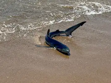 Alerta en la playa de Gavà: avistan una tintorera en la orilla Alerta en la playa de Gavà: avistan una tintorera en la orilla
