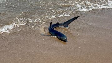 Alerta en la playa de Gavà: avistan una tintorera en la orilla