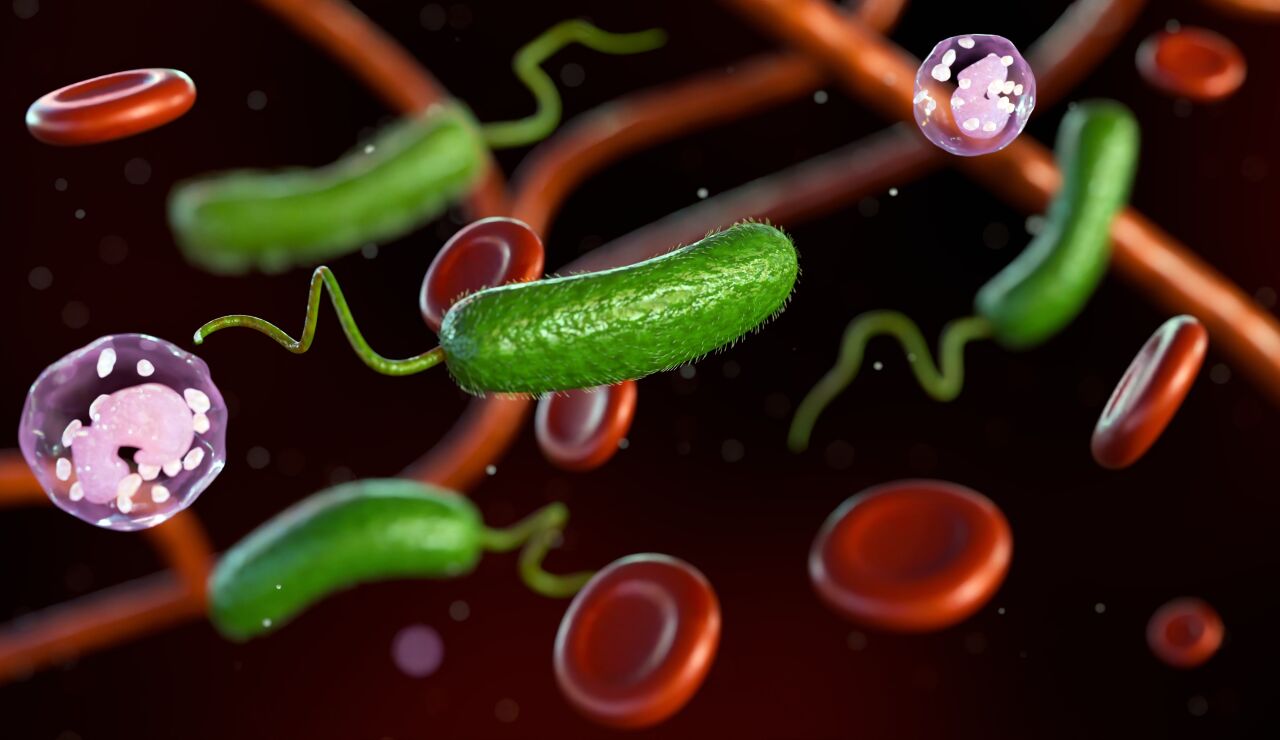 Bacteria carn&iacute;vora Vibrio vulnificus