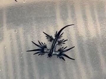 Imagen de un 'dragón azul'. 