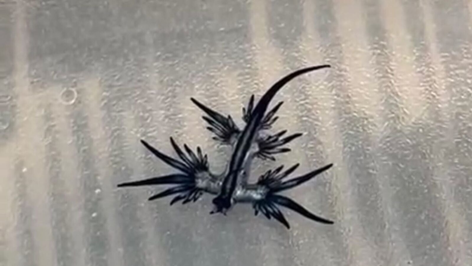 Besar a un dragón azul en la playa: el peligroso reto viral del pez cuyo veneno es peor que el de una medusa