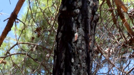 &Aacute;rbol quemado superviviente