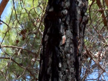 Árbol quemado superviviente Árbol quemado superviviente
