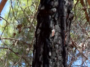Árbol quemado superviviente Árbol quemado superviviente