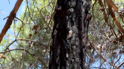 Árbol quemado superviviente Árbol quemado superviviente