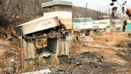Colmenas quemadas por los incendios