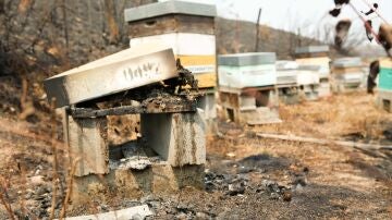 Colmenas quemadas por los incendios