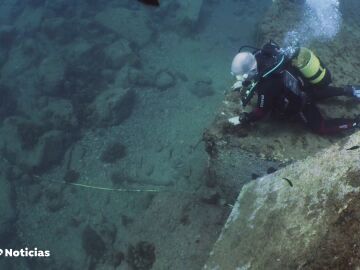 Más de 100 especies marinas recuperadas en el litoral de Barcelona 