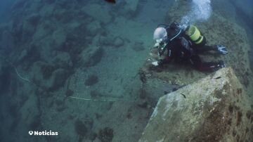 Más de 100 especies marinas recuperadas en el litoral de Barcelona 