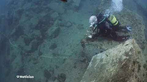 Más de 100 especies marinas recuperadas en el litoral de Barcelona Más de 100 especies marinas recuperadas en el litoral de Barcelona