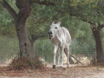 burros
